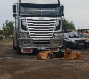 truck battery thief killed by dogs