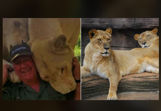 lions mauled Limpopo lodge owner Arthur West Mathewson to death on Wednesday. The horrific incident occurred at the Lion Tree Game Lodge in Hoedspruit.