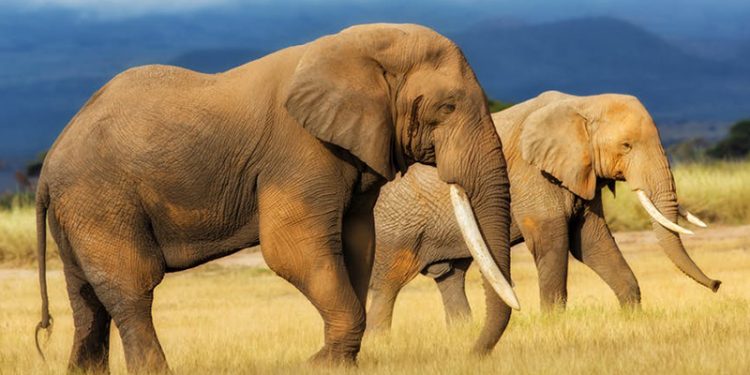 Elephants kills worshipper at Masowe