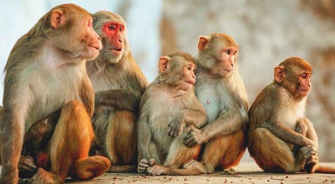 Four foreigners arrested for trafficking Monkeys From DRC To South Africa