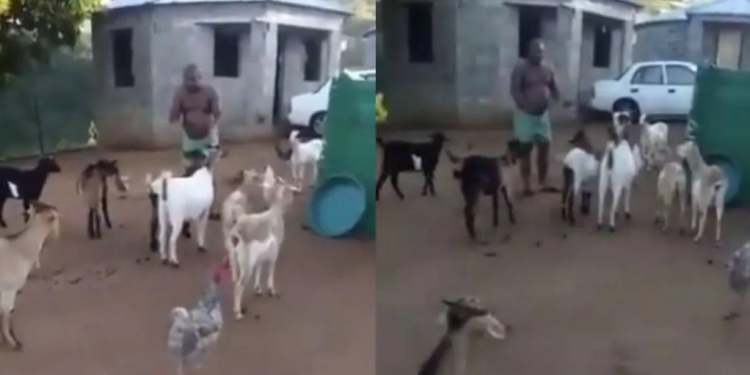 man holds meeting with animals