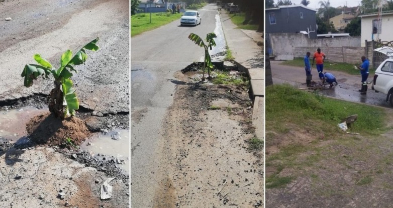 Pictures: KZN Man Rishi Pooran Plants Banana Trees In Potholes