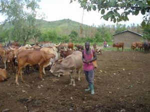 Insolent herdboy knocks up employer's 12 year old daughter