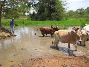 Insolent herdboy knocks up employer's 12 year old daughter