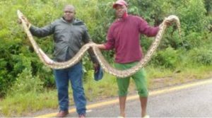 Skyline-Chimanimani Road collapse linked to python killing