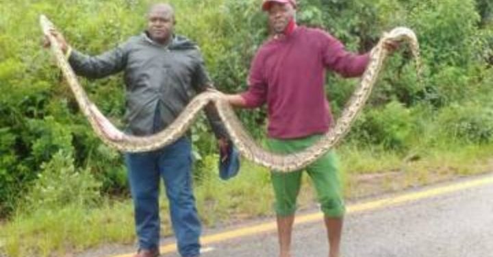 Skyline-Chimanimani Road collapse linked to python killing