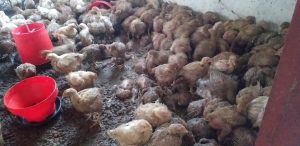 South Africans swoop in to aid Broiler farmer who loses R50 000 worth of broilers.