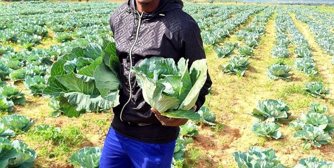 Famous Zimdancehall artist Freeman impresses his fans with pictures of him in a cabbage field