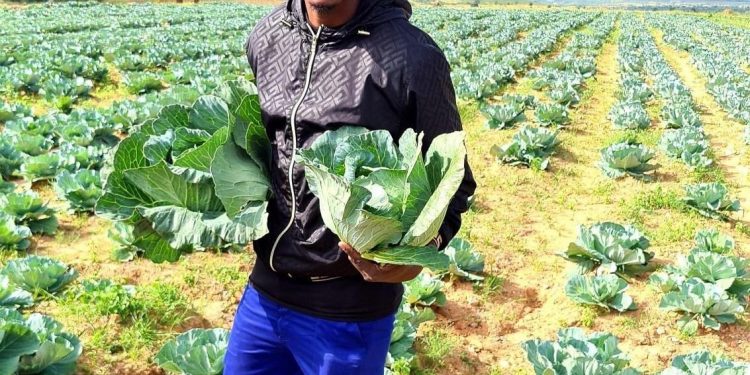 Famous Zimdancehall artist Freeman impresses his fans with pictures of him in a cabbage field