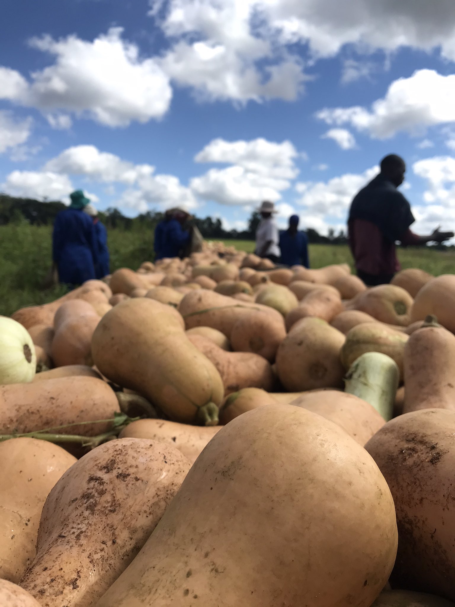 Is farming the solution to end poverty for youths in Zimbabwe