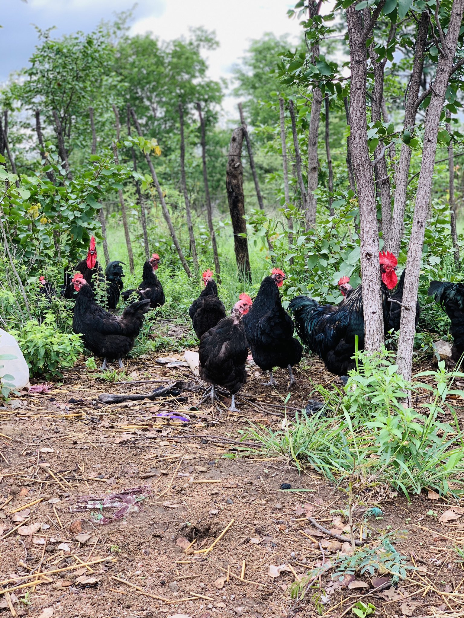 Is farming the solution to end poverty for youths in Zimbabwe