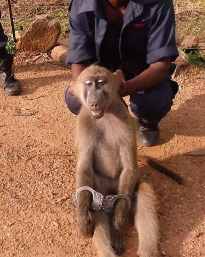 Pictures Shock as baboon steals king kurls in supermarket