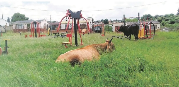 Pictures: Pietermaritzburg cows hit the gym