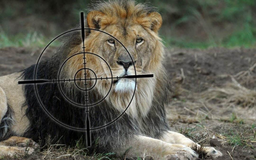 Zlatan Ibrahimovic accused of canned lion hunting in Mzansi