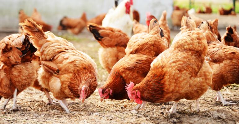 How my poultry farming business became profitable after a year of losses