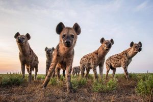 Hyenas attacked an isolated lion