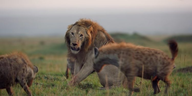 Hyenas and Lion - Image Credit: Instagram