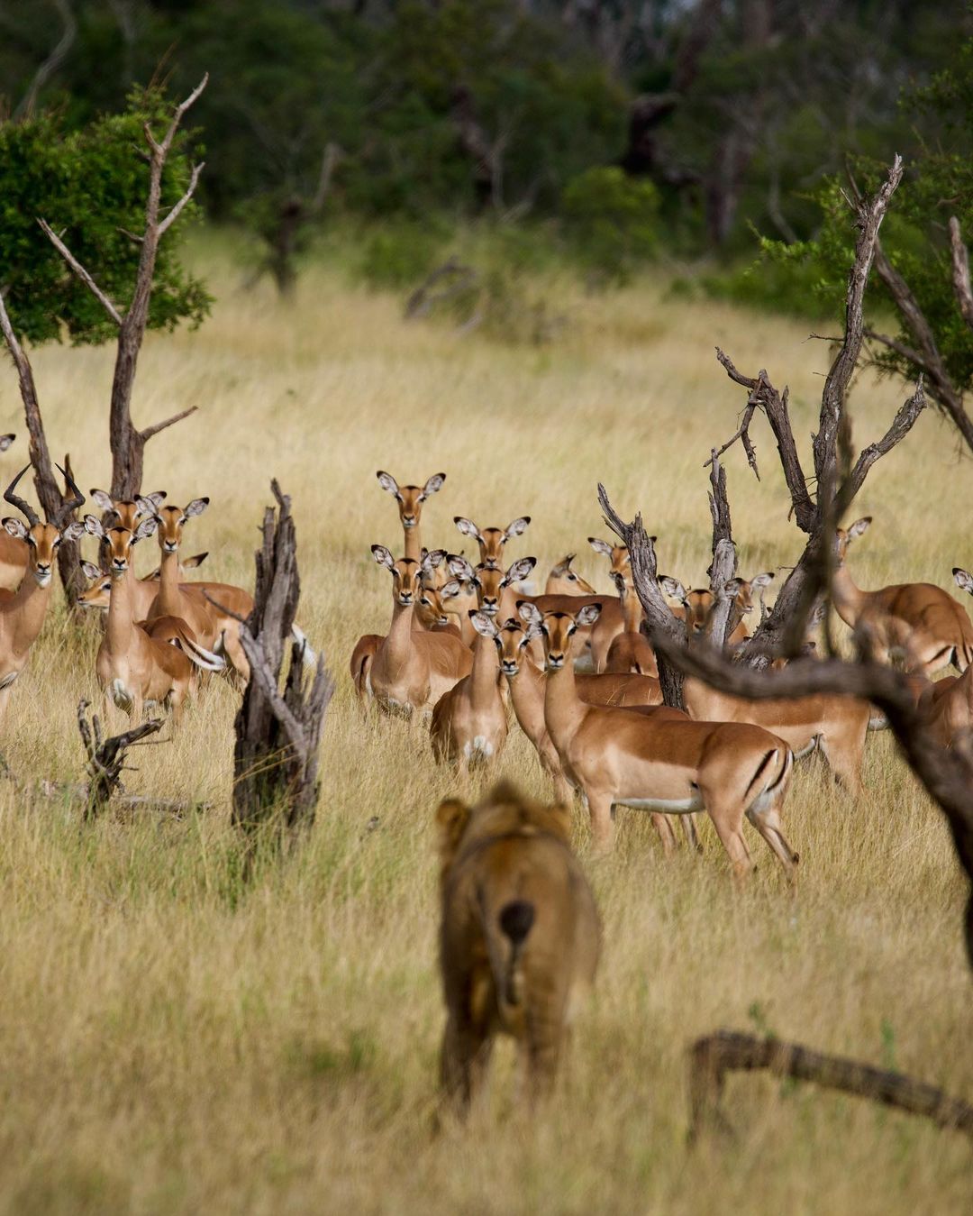 A group of Impala stalks a hyena in Mala Mala Game Reserve. Image: Mala Mala/Instagram