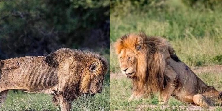 King Lion on the death bed Watch how lions look when they give their last kicks