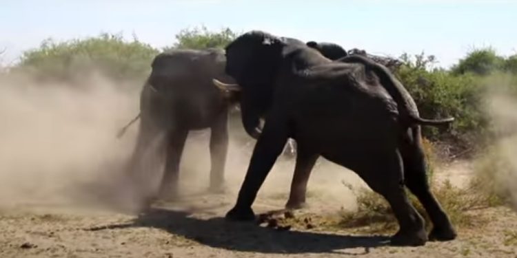 Clash of the Titans: Watch as two Elephant bulls fight for dominance