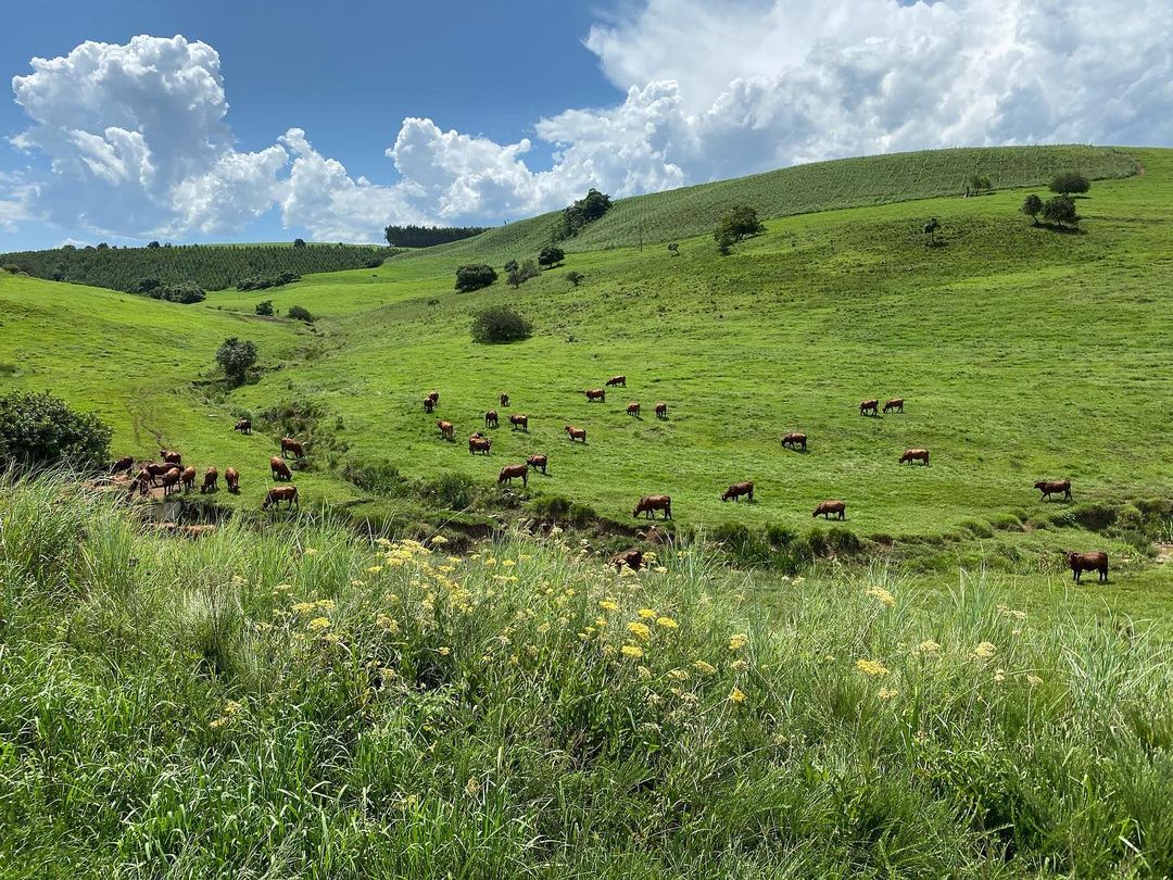 Part of Dhlomo's herd of cattle