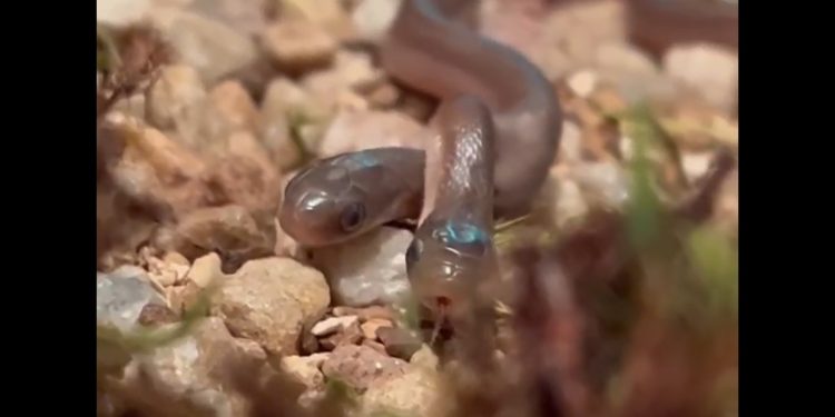 Two headed snake in South Africa