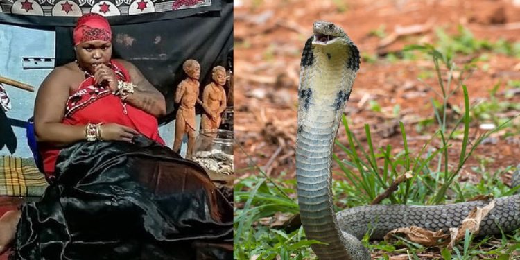 Controversial sangoma Gogo Maweni gifts herself with a King Cobra